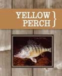 Yellow Perch